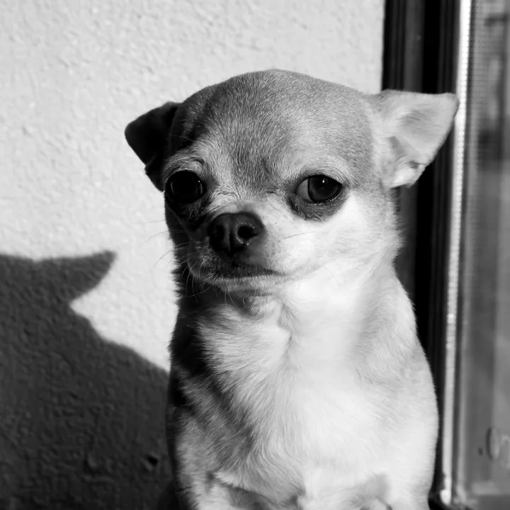 Niilo-chihuahua